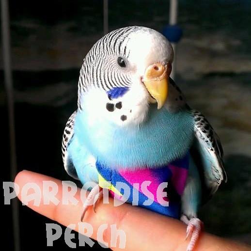 Avian Flightsuits Petite