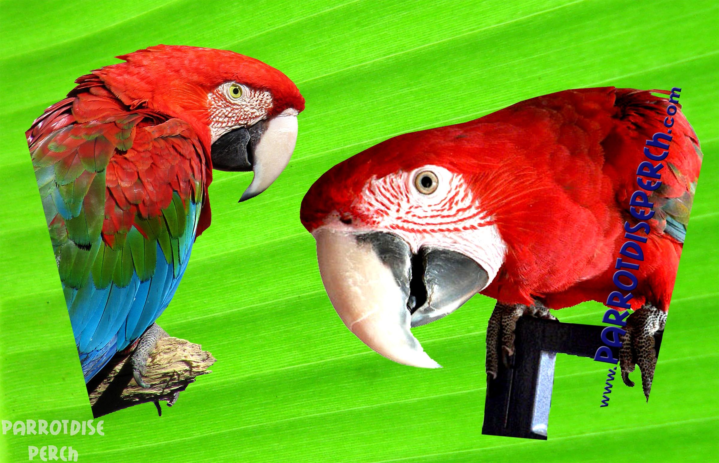 Mug Greenwing Macaw