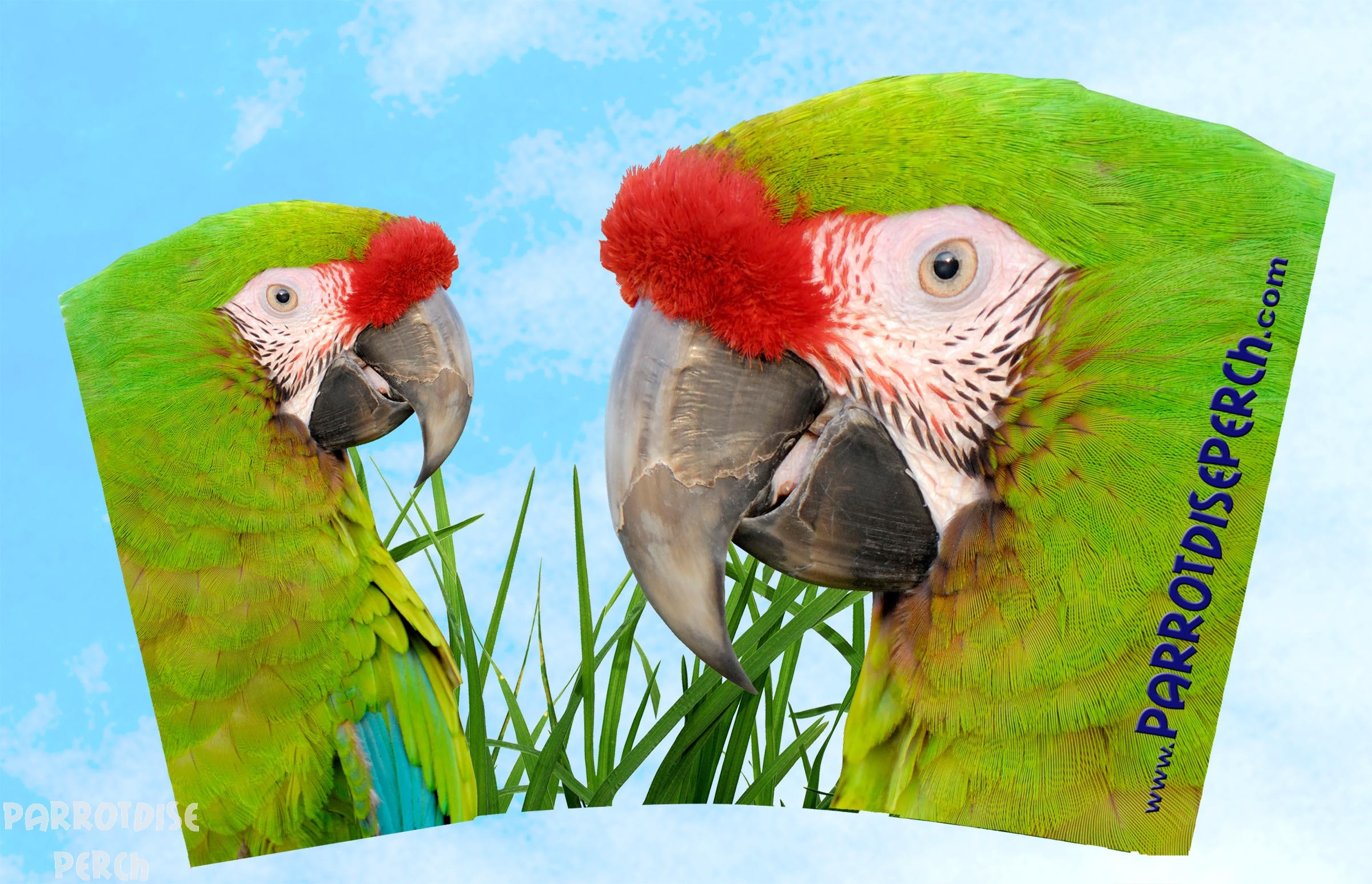 Mug Military Macaw