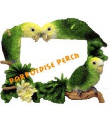 Amazon Parrot Picture Frame