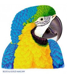 Blue & Gold Macaw T-Shirt Large