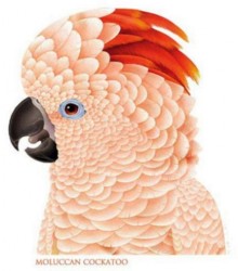 Moluccan Cockatoo T-Shirt Large