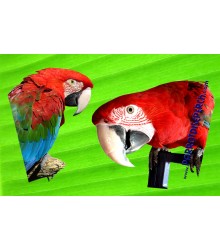 Mug Greenwing Macaw