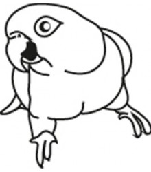 Caique Decal