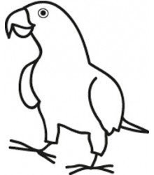 African Grey Decal