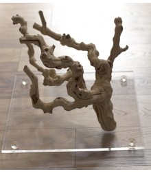 Grapewood Tree