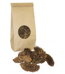 Small Pine Cones