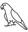 Conure Decal
