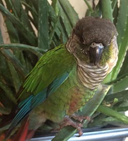 Foster a Parrot