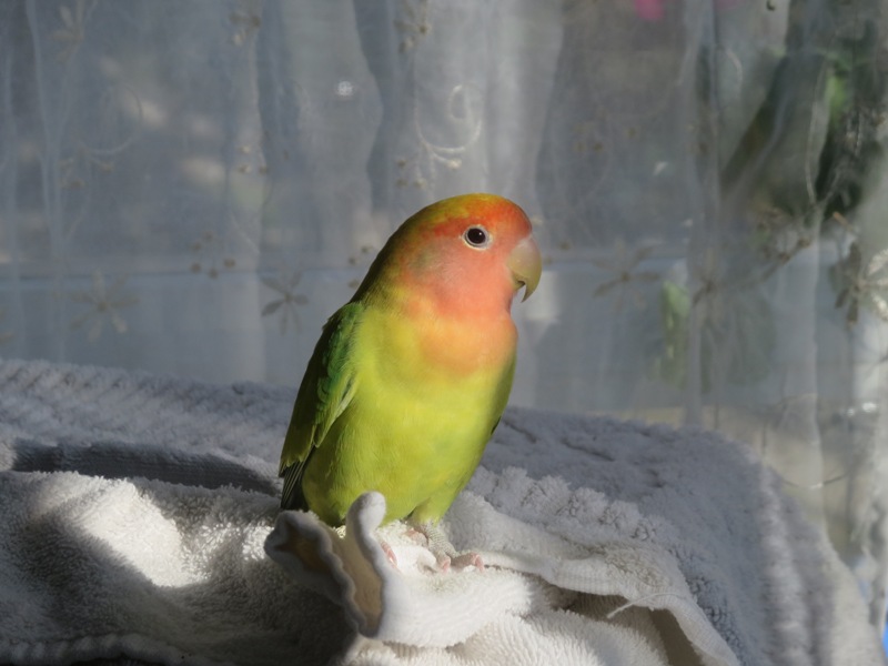 Foster a Parrot