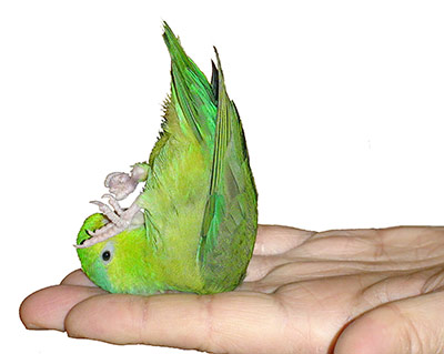 Parrotlets