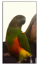Mango Senegal Parrot