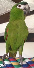 Adopt a Parrot