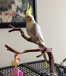 Adopt a Parrot