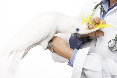 Bird vet hot sale clinic