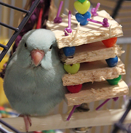 blue parrotlet sits next to a half chewed balsa toy