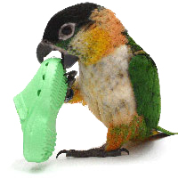 a black headed caique holds a croc shoe in its foot and beak
