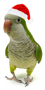 Quaker Parrot wears Santa Hat