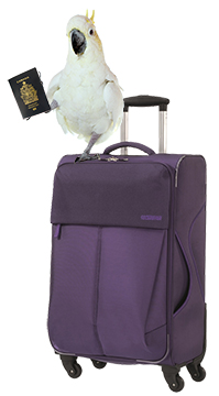 Umbrella cockatoo parrot standing on a suitcase holding a passport up in its foot